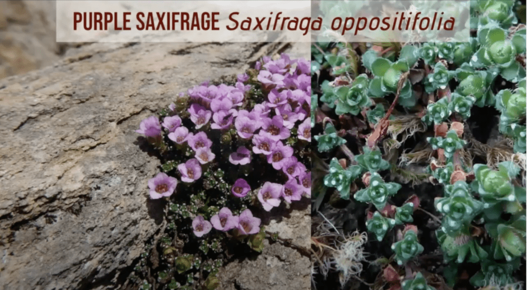 Purple Saxifrage Saxifraga oppositifolia