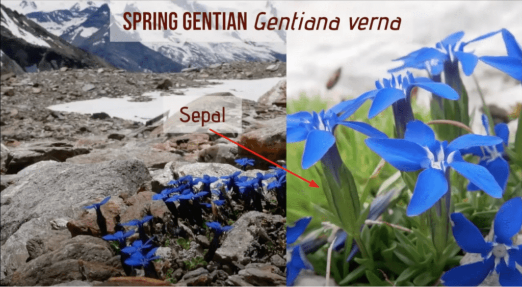 Spring Gentian Gentiana verna