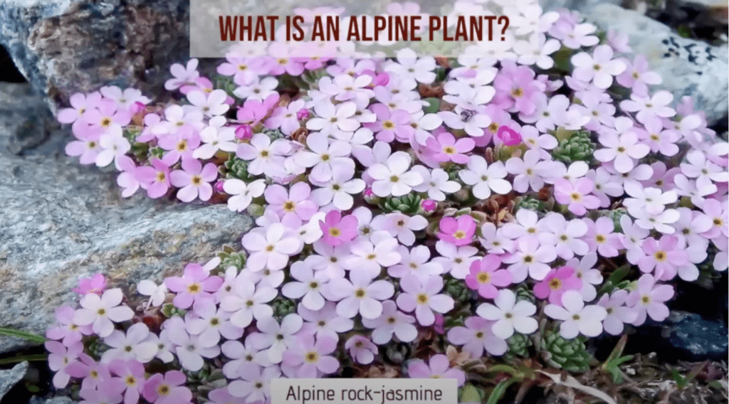 What is an alpine plant?