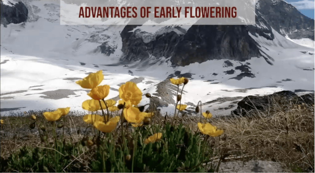 What are the advantages of flowering early in the season?