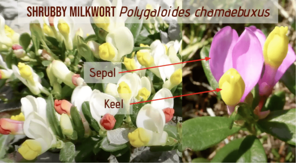 Shrubby Milkwort Polygaloides chamaebuxus