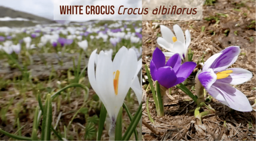White Crocus Crocus albiflorus